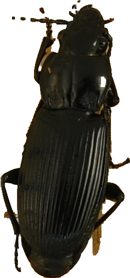 beetle_1155.png