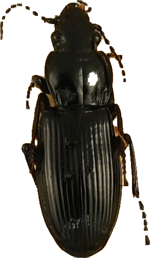 beetle_1283.png