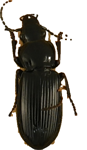 beetle_1299.png