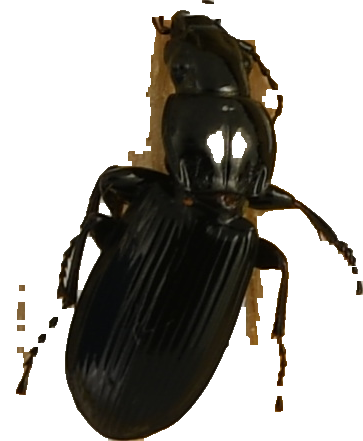 beetle_208.png