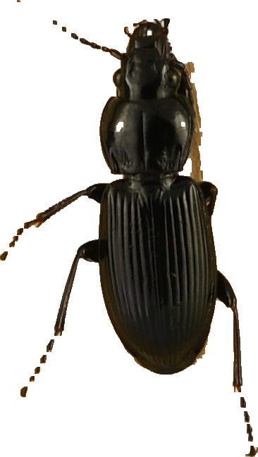 beetle_220.png