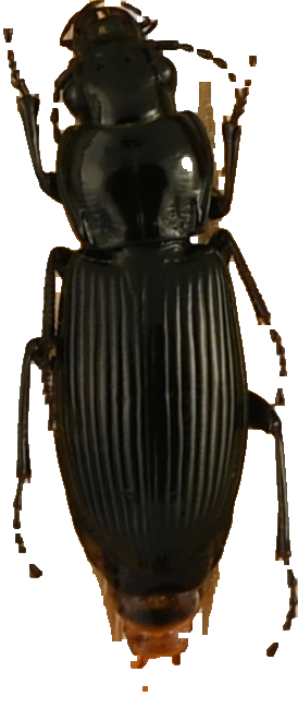 beetle_524.png