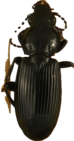 beetle_824.png