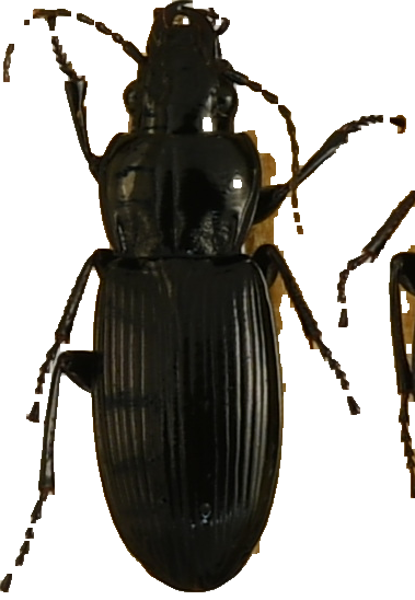 beetle_826.png