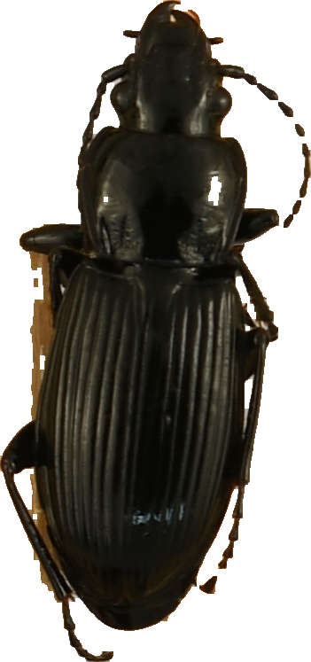 beetle_594.png