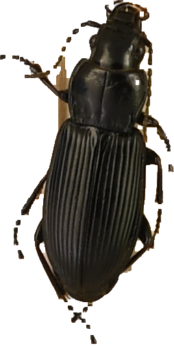 beetle_183.png