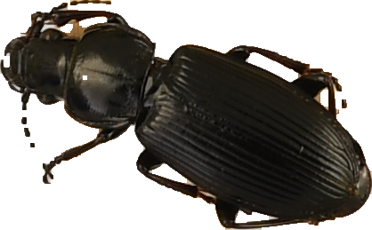 beetle_305.png