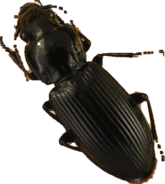 beetle_310.png