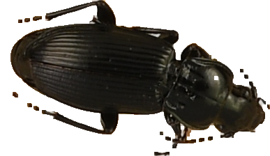 beetle_40.png