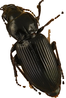 beetle_585.png