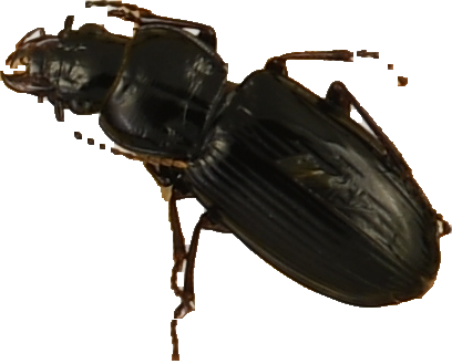 beetle_588.png