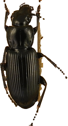 beetle_597.png