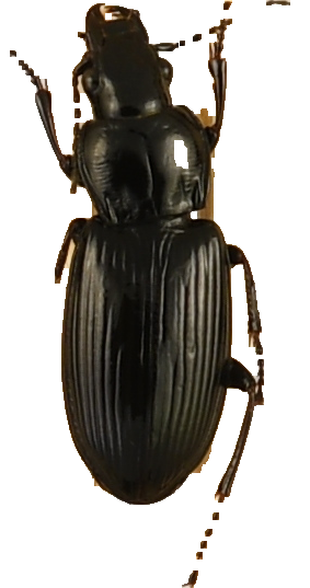 beetle_598.png