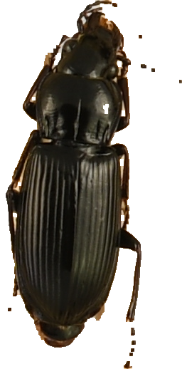 beetle_607.png