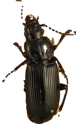 beetle_609.png