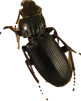 beetle_658.png