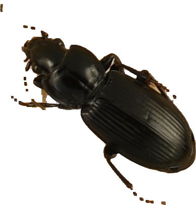 beetle_676.png