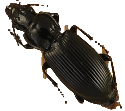 beetle_326.png