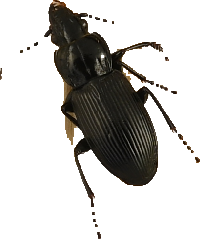 beetle_327.png