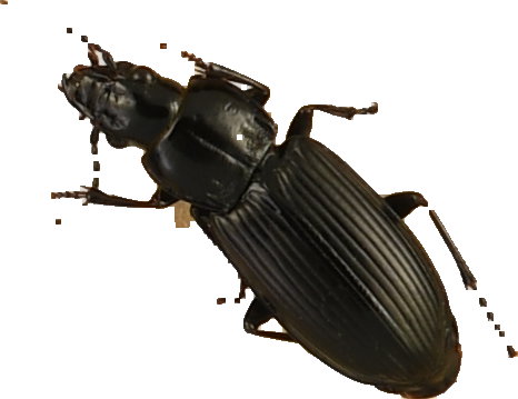 beetle_328.png