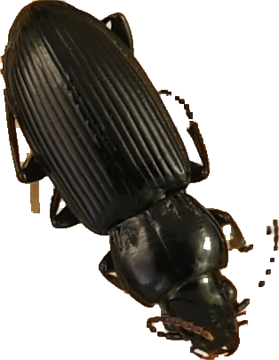 beetle_440.png