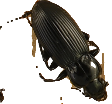 beetle_447.png