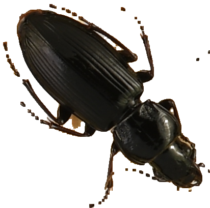 beetle_454.png