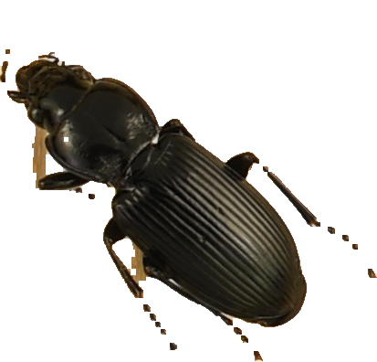 beetle_455.png