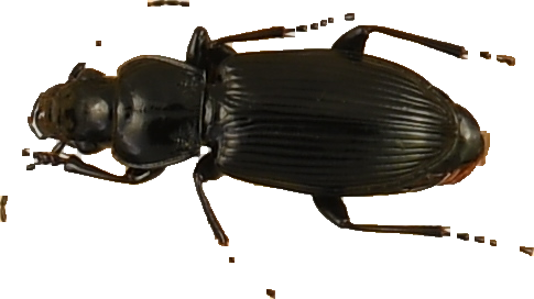 beetle_519.png