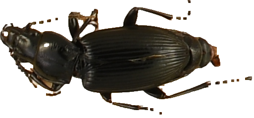 beetle_630.png