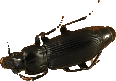 beetle_634.png