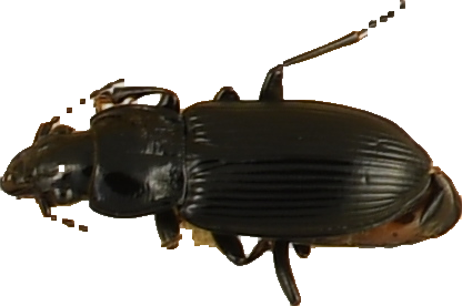 beetle_640.png