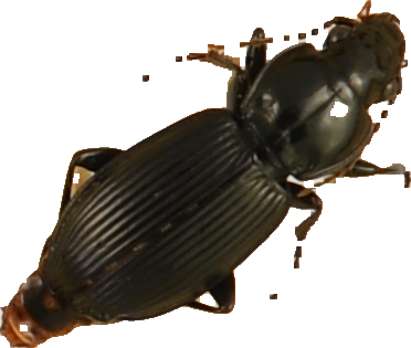 beetle_303.png