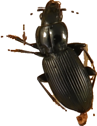 beetle_329.png