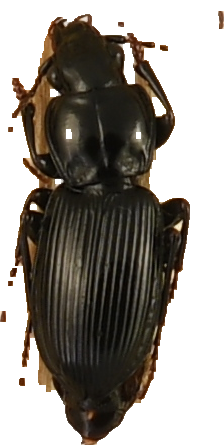 beetle_331.png