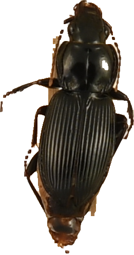 beetle_341.png