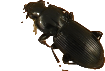 beetle_389.png