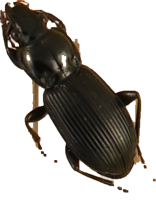 beetle_391.png