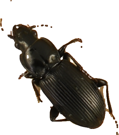 beetle_399.png