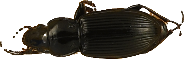 beetle_174.png