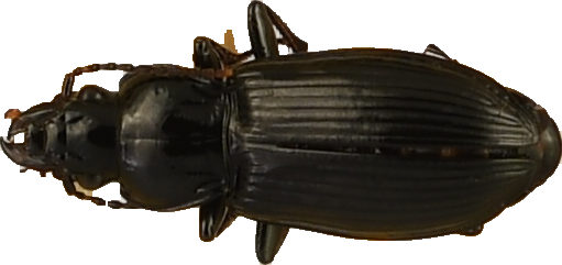 beetle_179.png