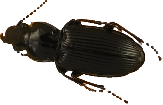 beetle_267.png