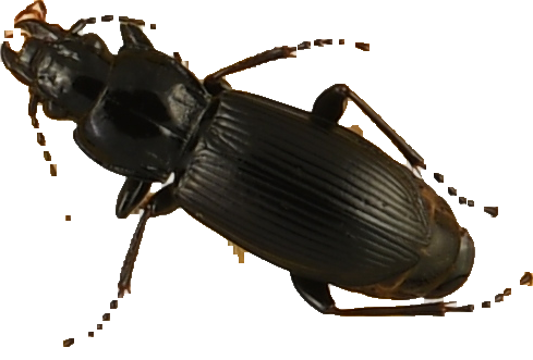 beetle_273.png