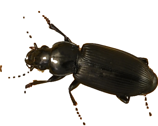 beetle_276.png