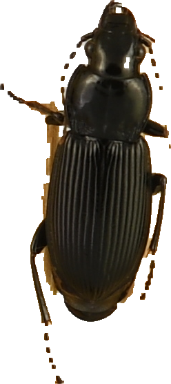 beetle_441.png