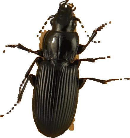 beetle_620.png