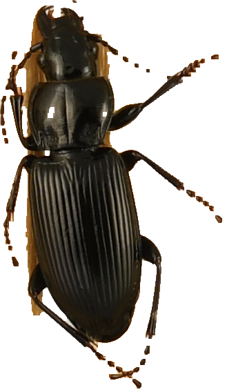 beetle_646.png