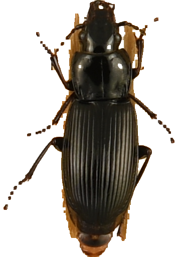 beetle_648.png