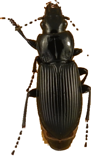 beetle_649.png