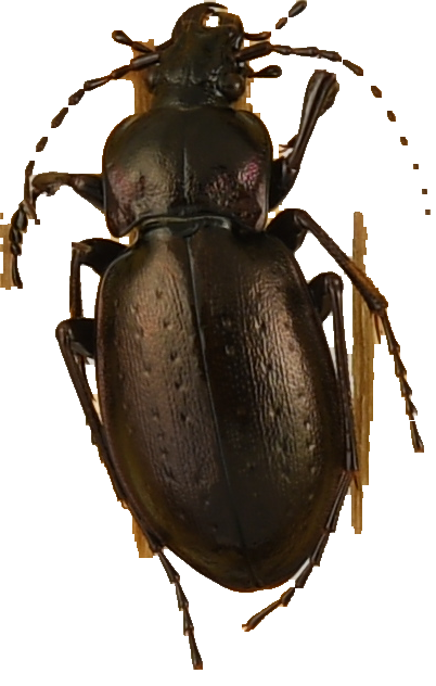 beetle_1150.png